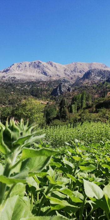 KONYAALTI DOYRANDA SATILIK 5460M2 TEK TAPU EV VE BAHÇE